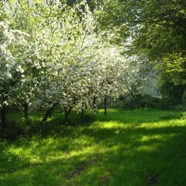 Flowering apple trees.jpg